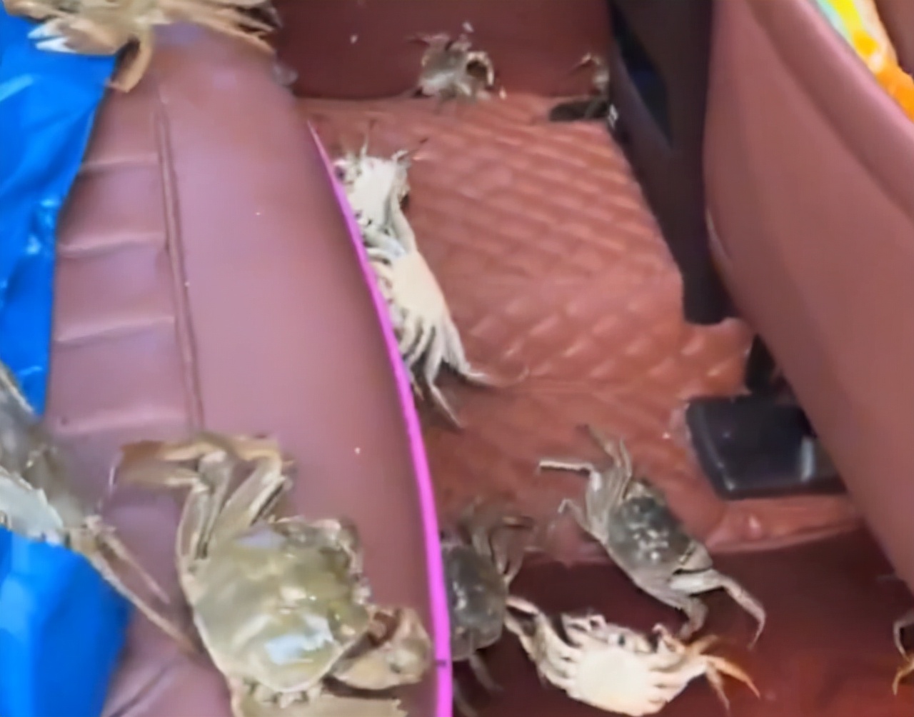 女子买的螃蟹四处逃窜原创,女子买螃蟹放盆里瞬间崩溃