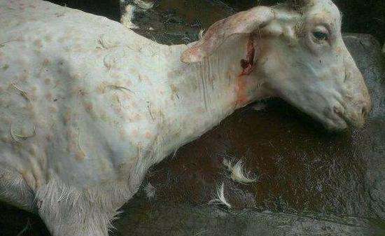 羊痘病中兽医怎么治疗最有效,有关羊痘的治疗方法