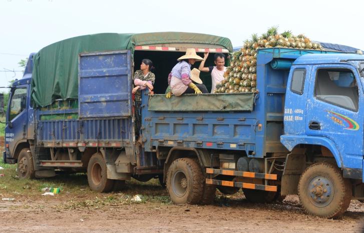 神湾菠萝和徐闻菠萝哪个好吃,广东湛江徐闻菠萝和别的菠萝区别