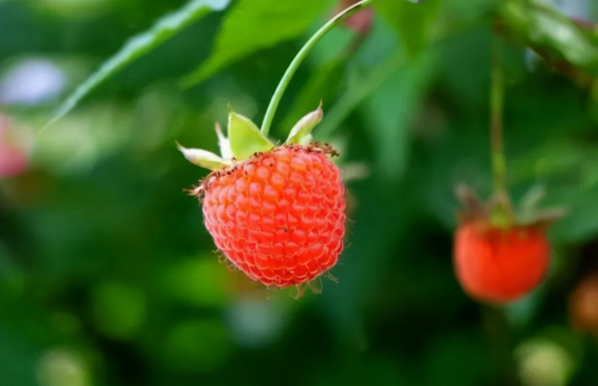 树莓是什么中药,树莓和覆盆子药材区别
