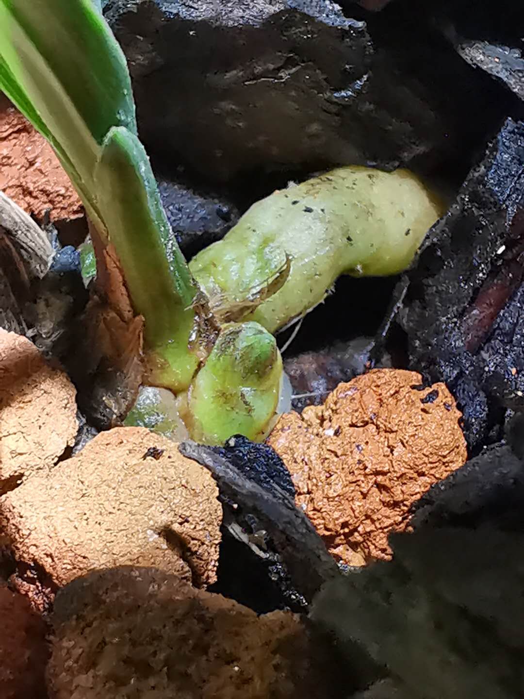 641:如出一辙的源头造假草与骗人手法