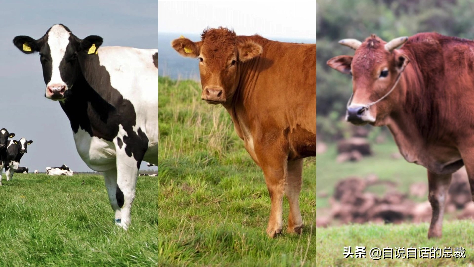 阿努纳奇创造人类7次文明,阿努纳奇人类起源