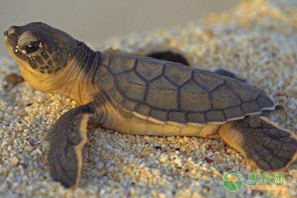 冬天养龟注意事项新手必看,新手养乌龟有什么注意事项和禁忌
