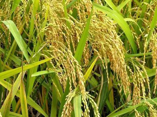 走向我们的小康生活非遗篇,走向我们的小康生活科普