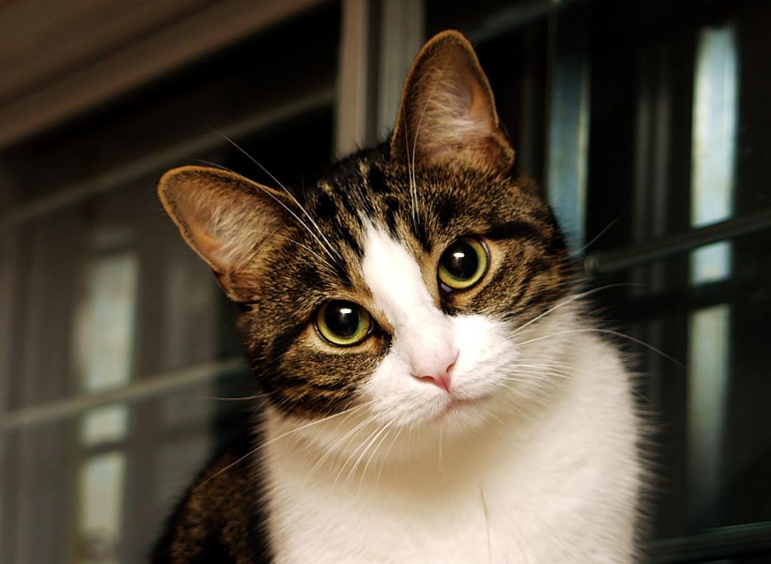 猫咪寿命比较长的有哪些,猫咪的寿命一般在多长时间左右