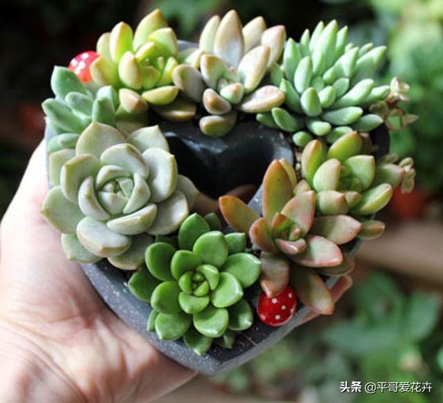 多肉经常掉叶怎么办,多肉老是掉叶子怎么办