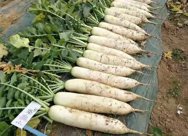 冬萝卜,冬萝卜种植