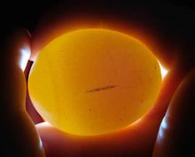 为什么母鸡生蛋要公鸡,为什么母鸡不需要公鸡就能生蛋