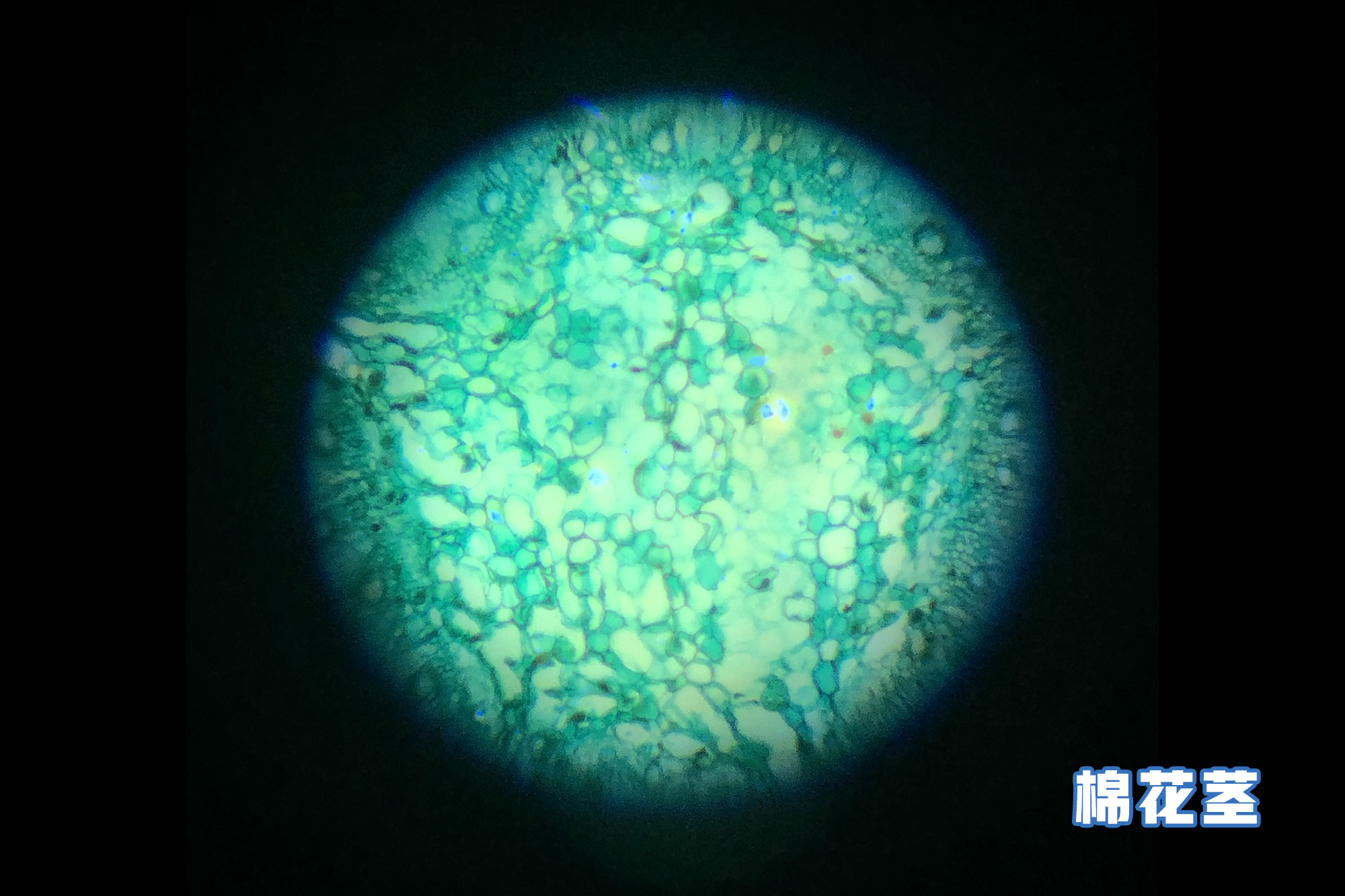 儿童科学30000倍显微镜,儿童电子显微镜真的1000倍