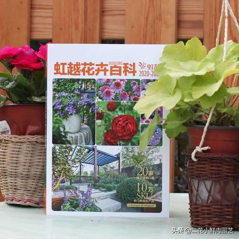 鍥壓鑺卞崏绉嶆鐭ヨ瘑鍏ラ棬,鑺卞崏鍥壓濡備綍鍏ラ棬