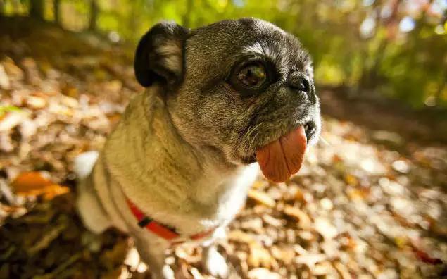 推荐各种狗狗的类型,10种有型罕见的狗狗