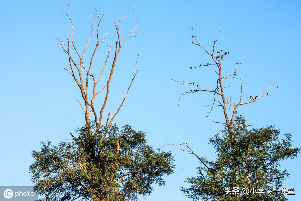 小学三年级优秀作文赏析——有关树的朋友（5篇），让孩子看一看