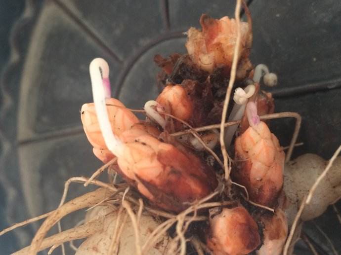 想让花叶绿又茂盛上什么肥,紫叶酢浆草几天可以出苗