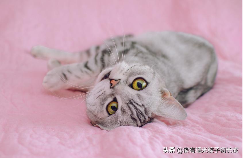 想购买猫咪在哪里购买比较好,购买猫咪一般在网上哪里卖