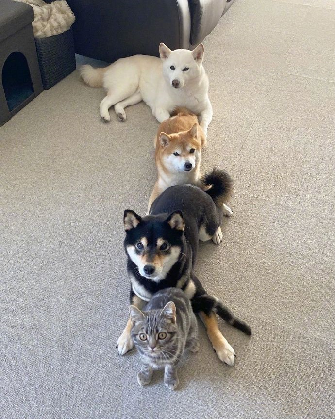 女子买了一只猫咪,和3只狗狗放在一起养,竟发现它逐渐狗化了