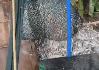 鳌鱼清蒸,鳌鱼清蒸做法窍门