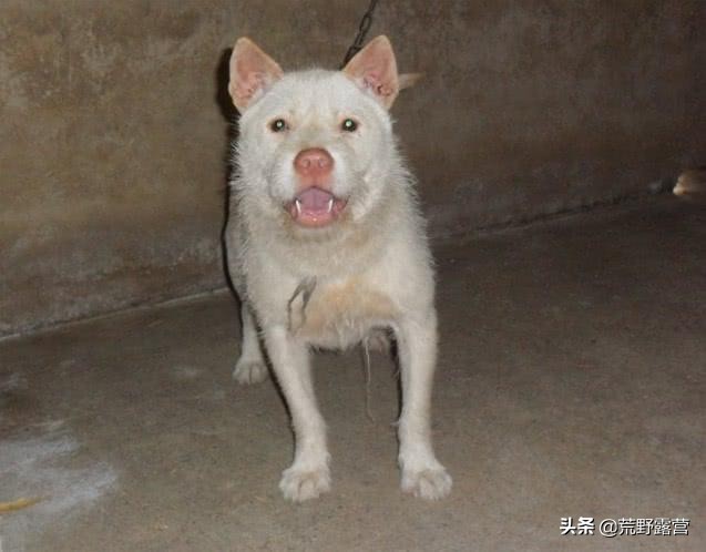 世界上哪种狗数量最多,世界上最具有狼特征的犬