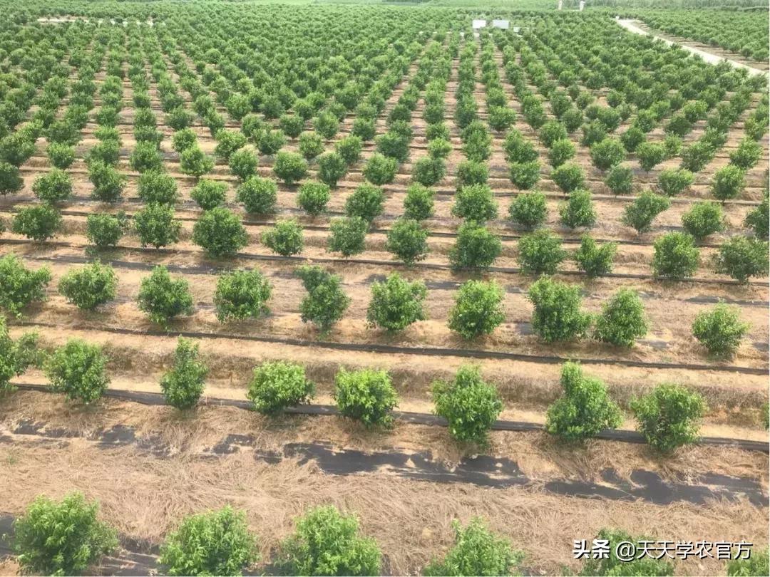 黄龙病使柑橘退化,柑橘黄龙病产业调整指导意见