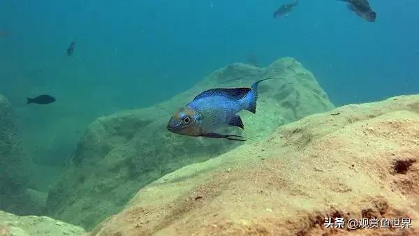 慈鲷蓝波,三湖慈鲷哪些值得养