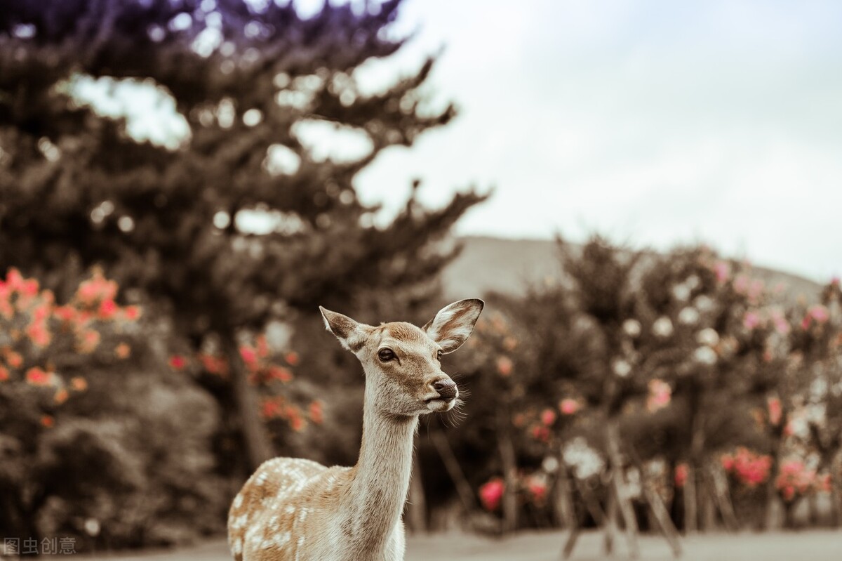 日本大阪七天攻略,日本大阪走心指南