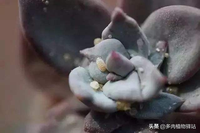 多肉上长白色的虫子怎么去除,多肉上白色虫子怎样去除