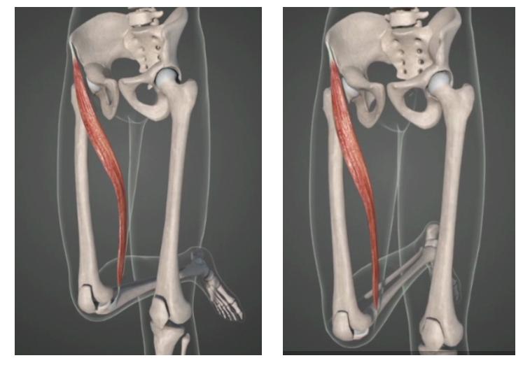 瑜伽髋部的结构,瑜伽呼吸缝合术