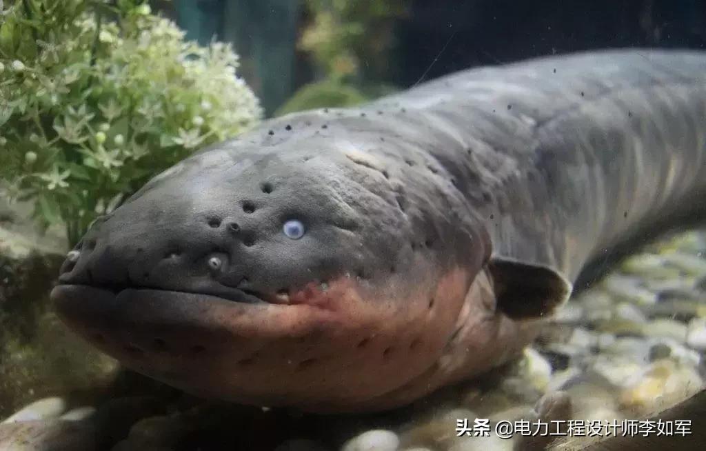 电鳗靠什么能源发电,利用电鳗身体放电来发电