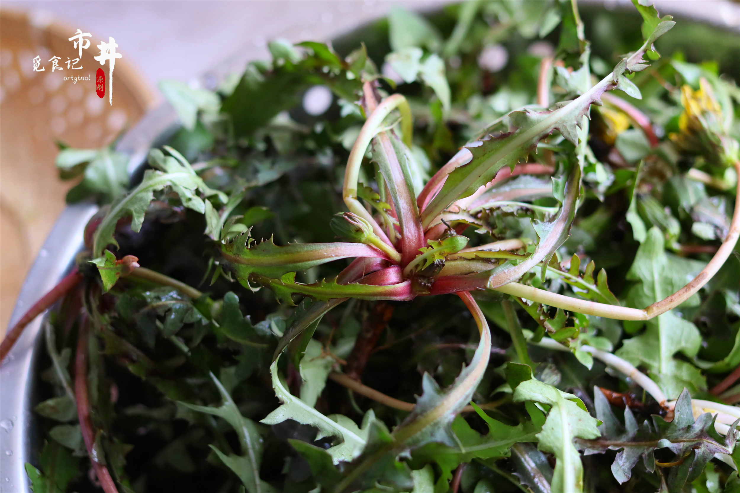 蒲公英茶的正确炒制方法,蒲公英杀青直接晒干的效果一样吗