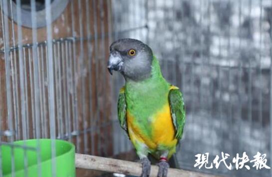 收购野生百灵鸟200余只判刑,贩卖百灵鸟12只怎么判