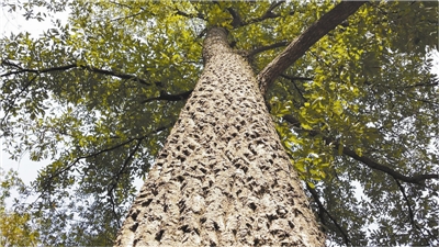【树木传奇】你有的不只是铜枝铁干——橡树