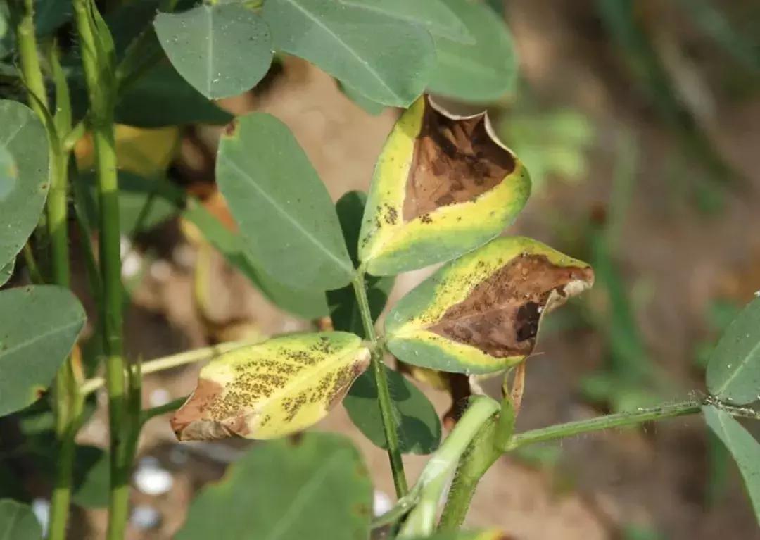 花生病害图谱及防治方法,花生幼苗期各种病害大全大图