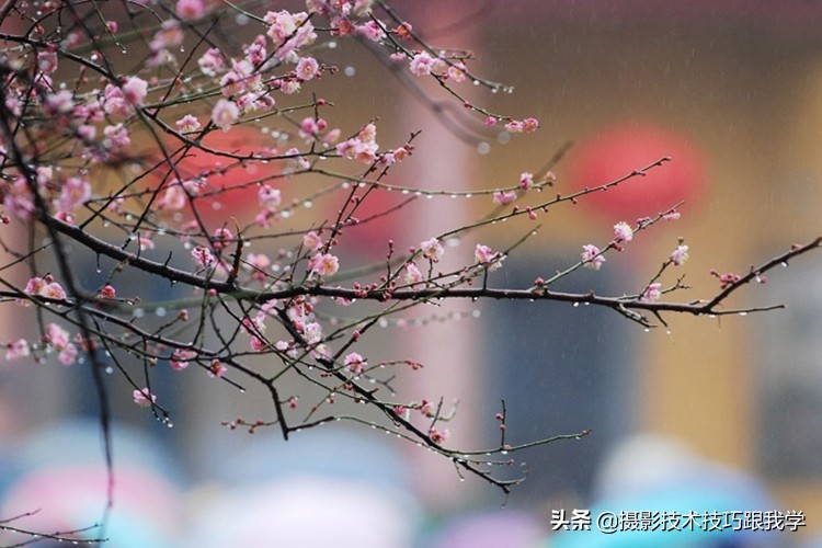 拍梅花怎么拍照片出高级感,拍梅花照片的技巧与方法