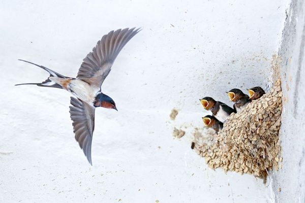 家燕鸟是几级保护动物,家燕是最聪明的鸟类吗