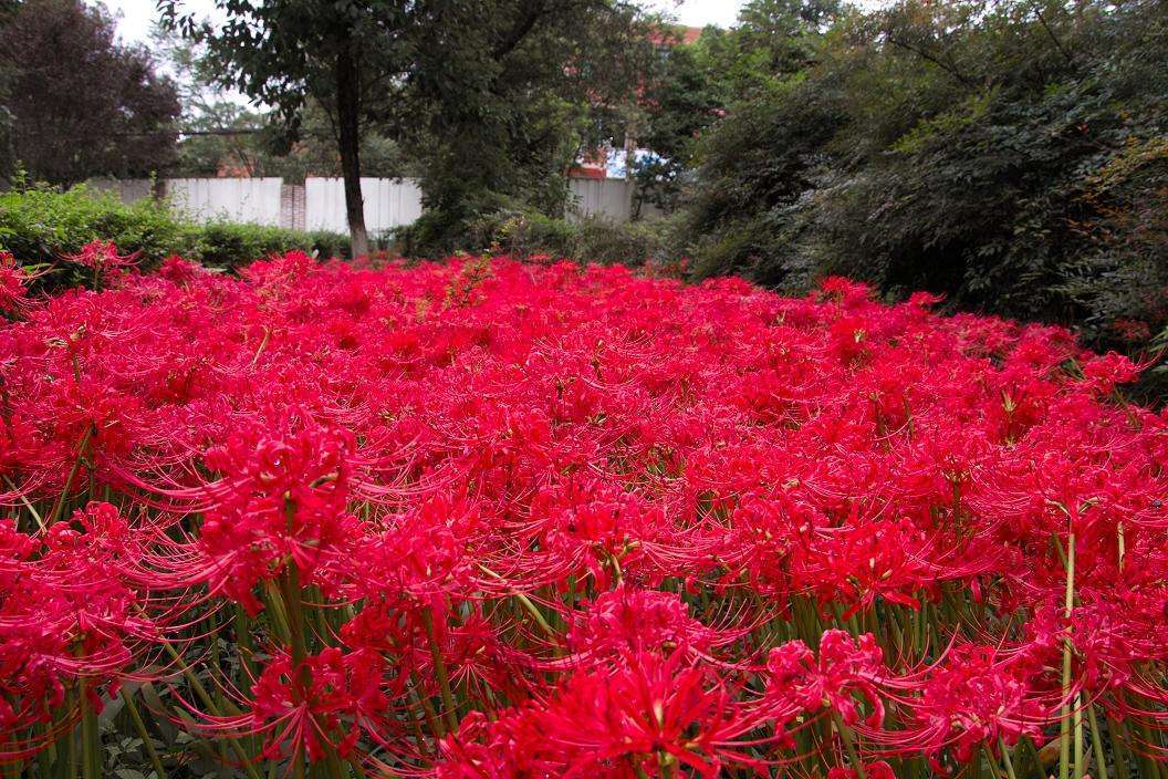 彼岸花为什么叫黄泉第一花,彼岸花为什么被称为黄泉路上的花