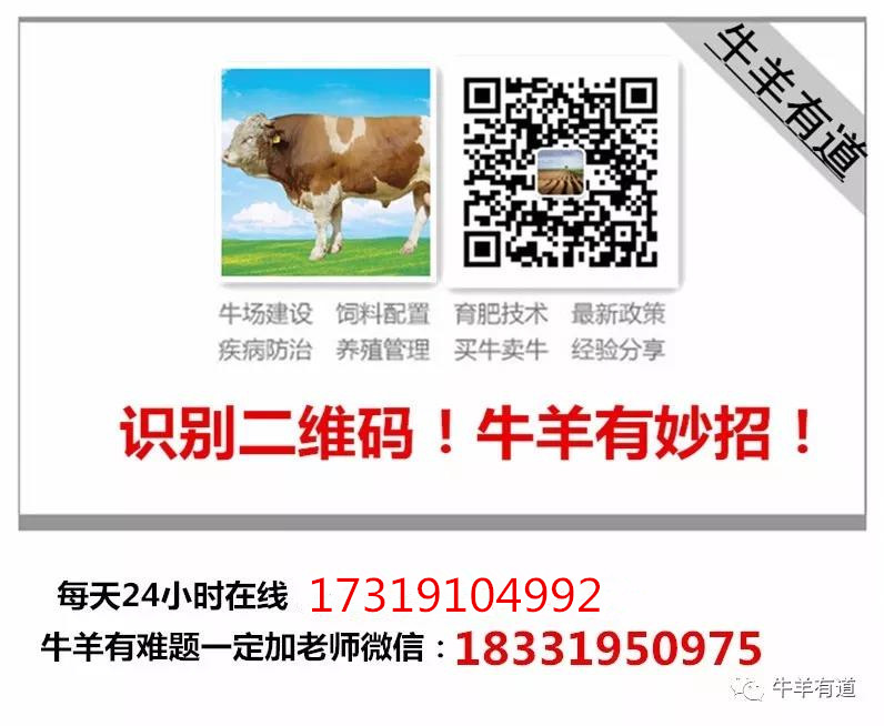 奶山羊妊娠期多少天,奶山羊的妊娠表现