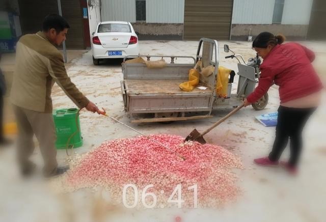大蒜怎么防治地下害虫,为什么大蒜的虫害很少发生