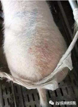 母猪脚软蹄裂,母猪腿肿怎么回事啊