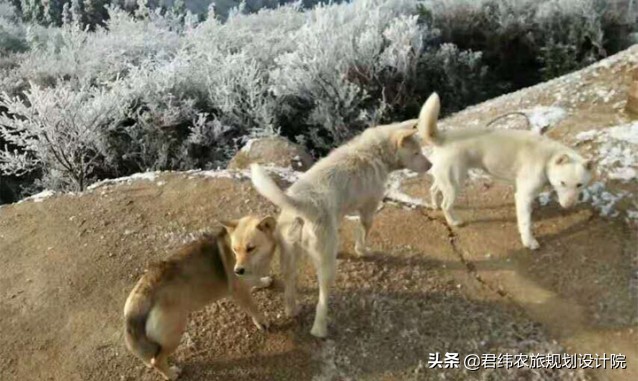 江西仙姑坛景区,2024年铜鼓仙姑坛杜鹃花开了吗