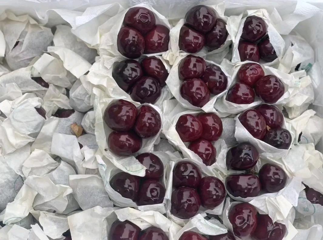 大樱桃裂果咋办？我国农民有一“神奇操作”，专家反对，照样大火