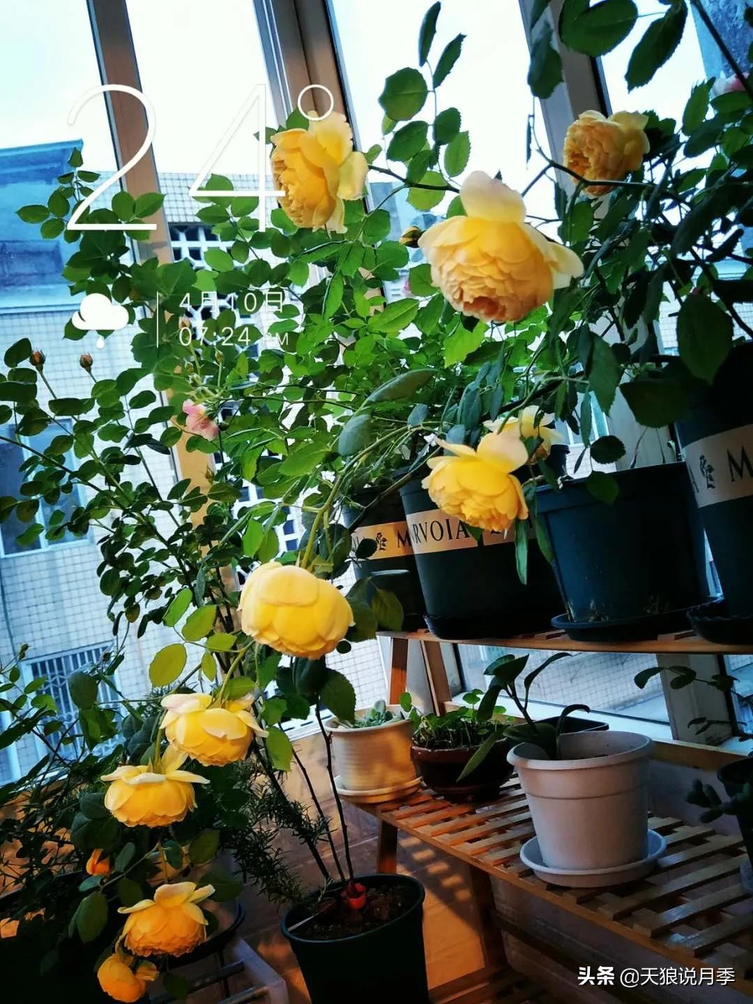 月季春季第一波花要不要剪,月季春季第一波花开后嫁接