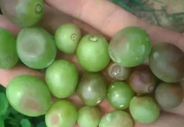 葡萄红蜘蛛病害图片,葡萄病害常用杀菌剂