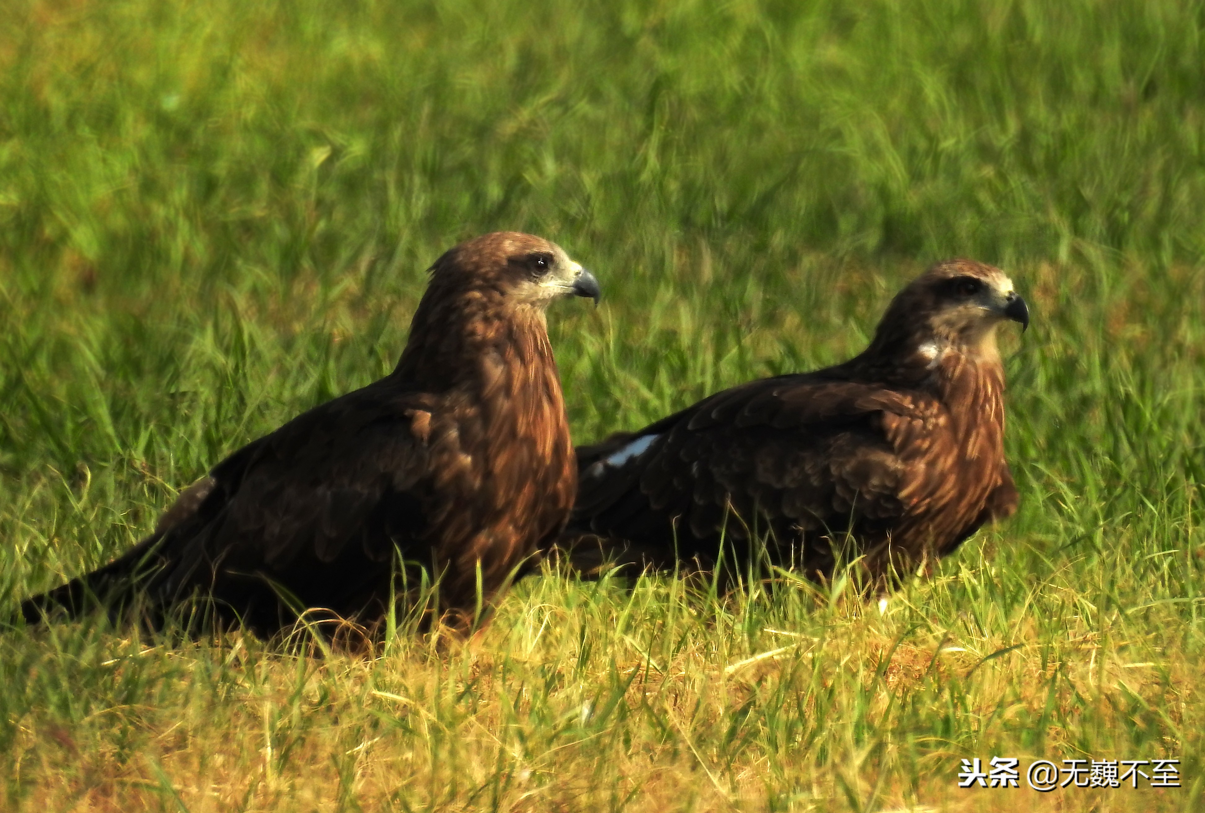 尼泊尔act徒步旅行,尼泊尔act徒步攻略大全