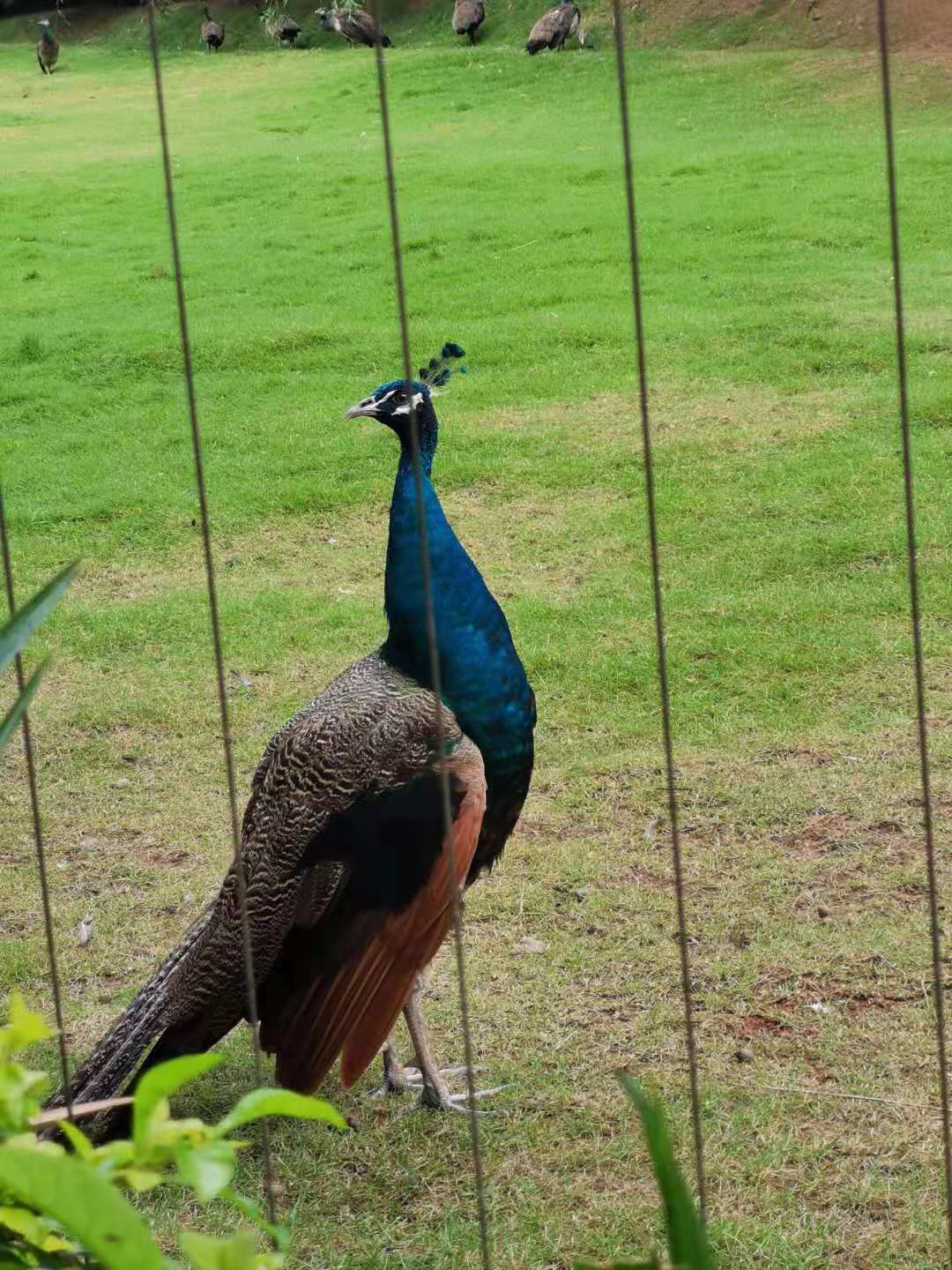 鸟是不是不好养,鸟好玩吗