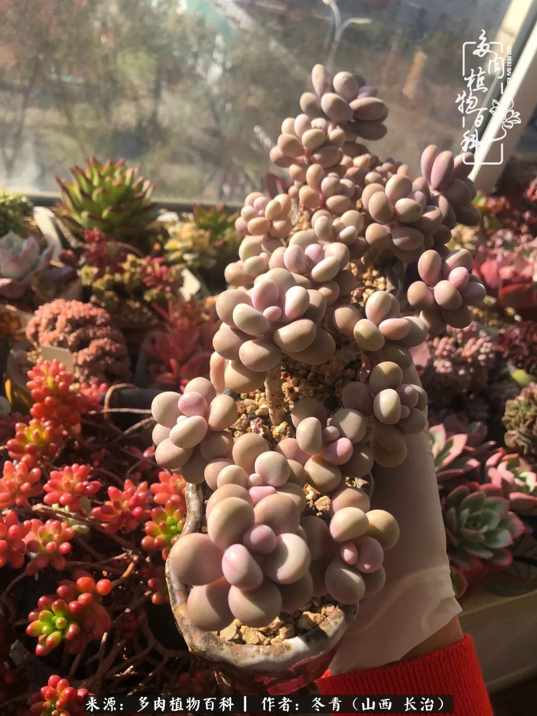 新手养的多肉怎么管理好看,阳台养多肉正确方法