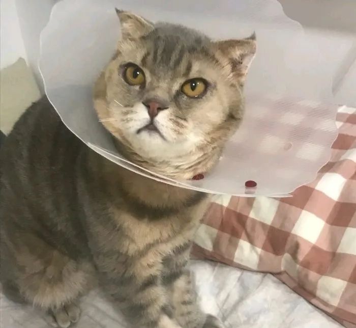 猫咪眼睑内翻必须手术吗,猫咪铲屎官有哪些表现症状