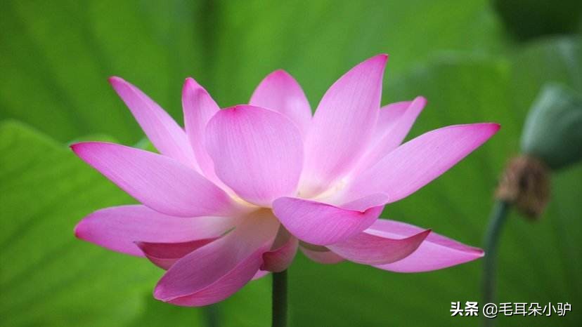 哪种花更适合成为中国的国花,如果提到国花你首先会想到什么花