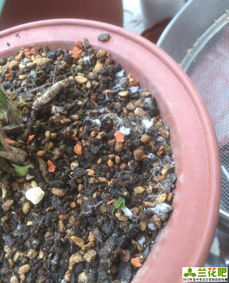 兰花植料里的虫会影响兰花吗,兰花植料起霉对兰花有影响吗