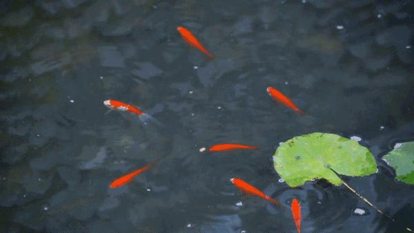 池塘制作方法大全,如何制作自家小池塘