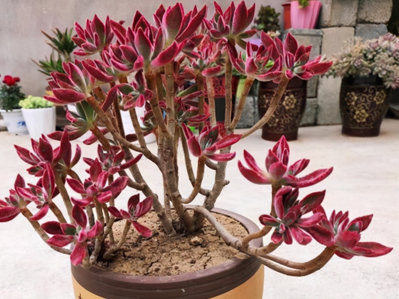 紫乐多肉开花后如何人工授粉,多肉开花怎么处理最好看