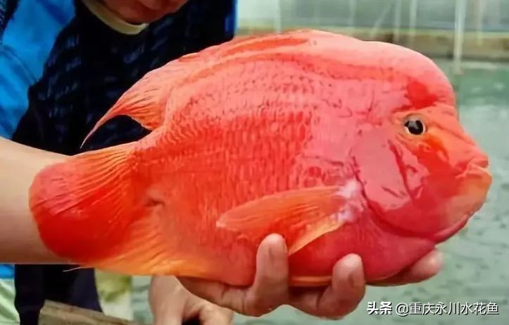 十种最漂亮的观赏鱼视频播放,观赏鱼60条